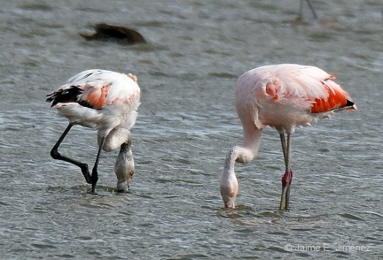 Chilean Flamingos adult + juvenile