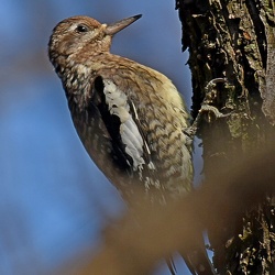 Piciformes (Woodpeckers)