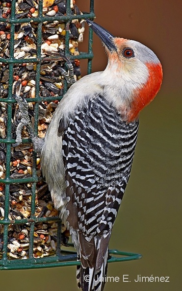 Red-bellied_Woodpecker_female_Melanerpes_carolinus_Denton_TX_2.jpg