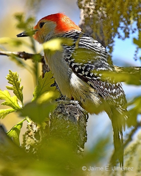 Red-bellied_Woodpecker_male_Melanerpes_carolinus_Denton_TX.jpg