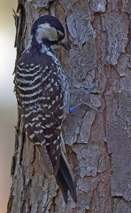Red-cockaded Woodpecker note band