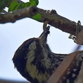 Striped_Woodpecker_Veniliornis_lignarius_Maihue_Lake_Chile_3.jpg