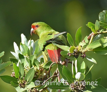 Slender-billed Parakeet Feeding on Canelo