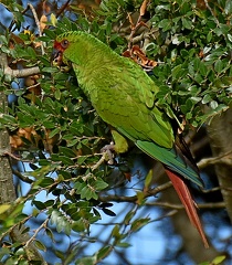 Slender-billed Parakeet Feeding on Coigüe