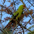 Slender-billed_Parakeet_Feeding_on_Roble_Enicognatus_leptorhynchus_Osorno_Chile.jpg