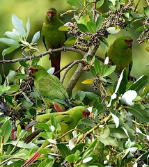 Slender-billed Parakeets feeding on Canelo