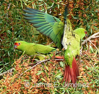 Slender-billed Parakeets feeding on Maiten