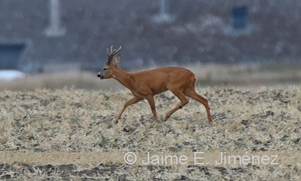 Roe Deer male