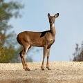 White-Tailed_Deer_female_Odocoileus_virginianus_LLELA_TX.jpg