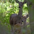 White-tailed_Deer_female_and_fawn_Odocoileus_virginianus_Cleer_Creeck_TX.jpg