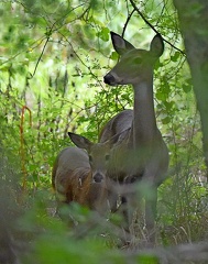 White-tailed Deer female and fawn