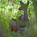 White-tailed_Deer_female_and_fawn_Odocoileus_virginianus_Cleer_Creeck_TX_2.jpg