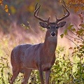White-tailed_Deer_male_Odocoileus_verginianus_LLELA_TX_3.jpg