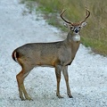 White-tailed_Deer_male_Odocoileus_virginianus_LLELA_TX.jpg