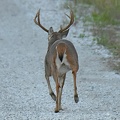 White-tailed_Deer_male_Odocoileus_virginianus_LLELA_TX_2.jpg