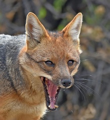 Culpeo Fox