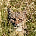 Bobcat_Lynx_rufus_LLELA_TX_3.jpg