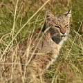 Bobcat_Lynx_rufus_LLELA_TX_4.jpg
