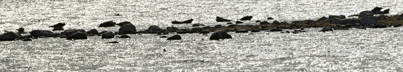 Baltic Seals