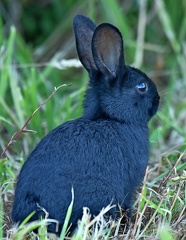 Eurpean Rabbit