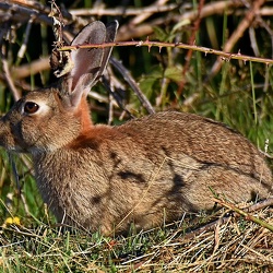 Lagomorpha (Hares and Rabbits)