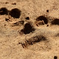 Coyote Canis tracks