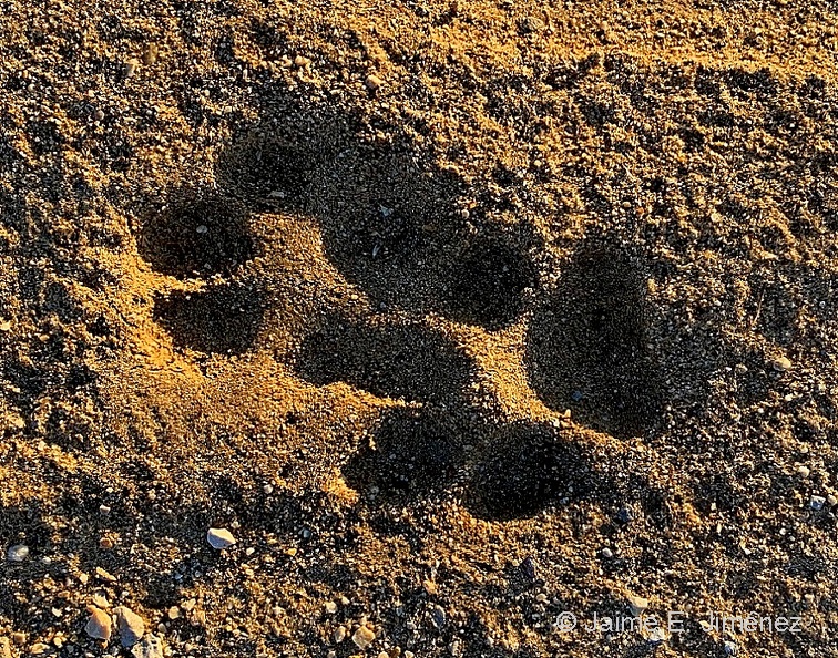 Coyote tracks