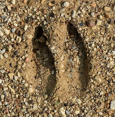 White-tailed Deer track
