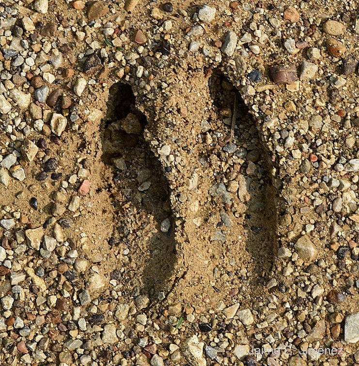 White-tailed Deer track
