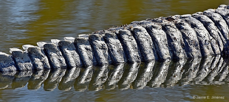American_Alligator_Alligator_mississippiensis_LLELA_TX_7.jpg
