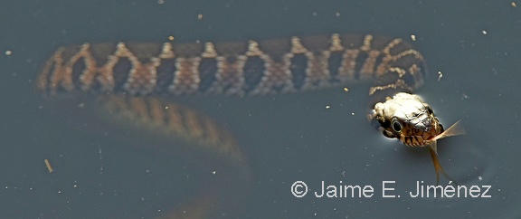 Broad-banded Watersnake