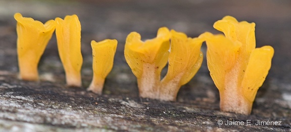 Yelly Fungus Dacryopinax spathularia LBJ TX