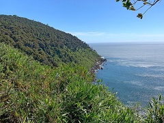 Bambu and Olivillo Coastal Forest