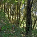 Costal Forest