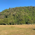 Coastal Olivillo Forest