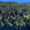 Valdivian Forest