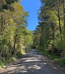 Road Mixed Valdivian Forest