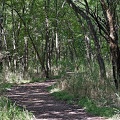 Forest_Trail_Clear_Creek_TX.jpg