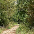 Forest_Trail_Clear_Creek_TX_2.jpg