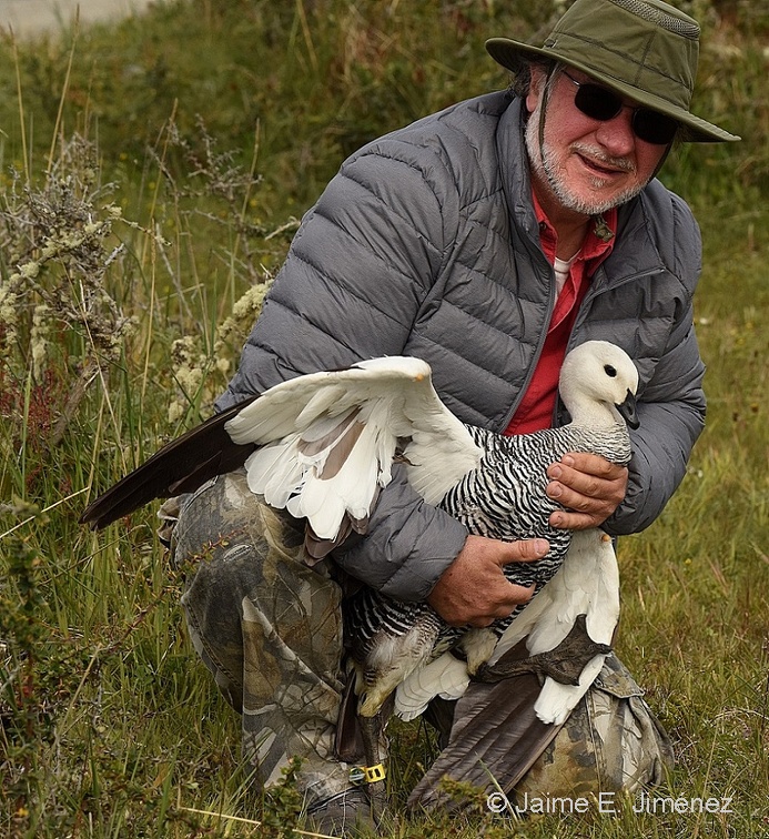 2017 Upland Goose male