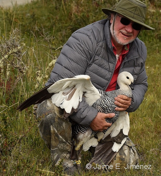 2017 Upland Goose male
