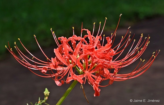 Red Spider Lily Lycoris radiata BRIT TX