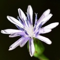 Asteraceae_Clear_Creek_TX.jpg