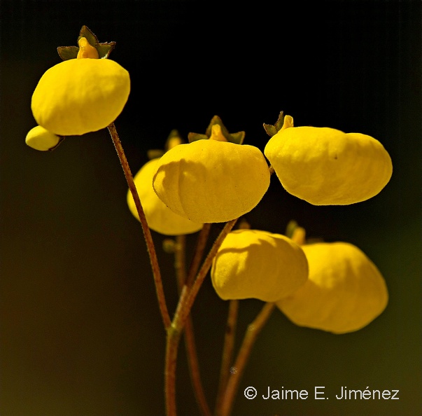 Slipper_Flower_Calceolaria_sp._PN_Conguillio_Chile_2.jpg