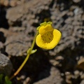 Slipper Flower