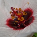Hibiscus_Malvaceae_BRIT_TX_3.jpg