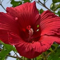 Hibiscus_Malvaceae_BRIT_TX_4.jpg