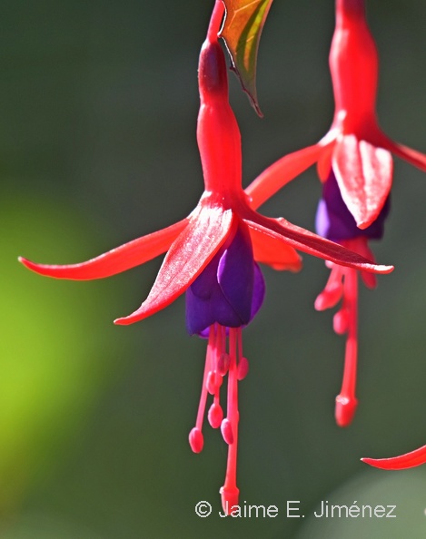 Fuchsia_Fuchsia_magellanica_Punta_Lapa_Chiloe_Island_Chile_2.jpg
