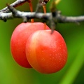 Chickasaw_Plum_Prunus_angustifolia_LLELA_TX.jpg