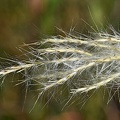Poaceae_Clear_Creek_TX.jpg